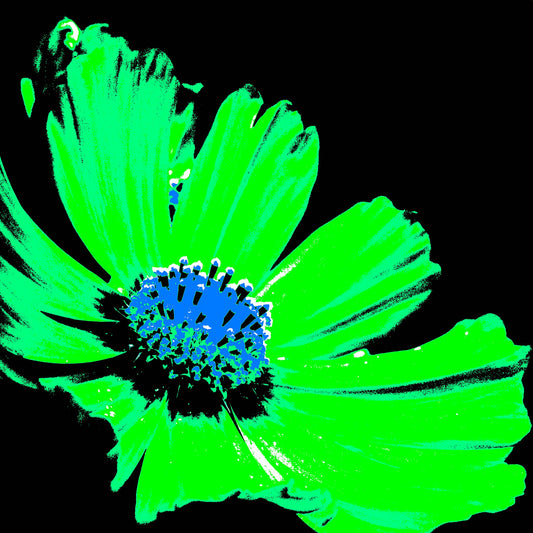 Xtra POP Set - Echinacea Flower - 990319v11 - Close Detail View, A high-impact pop art style flower featuring bright green petals and a vivid blue centre against a black background. Electrifying and graphic. Limited edition fine art print.