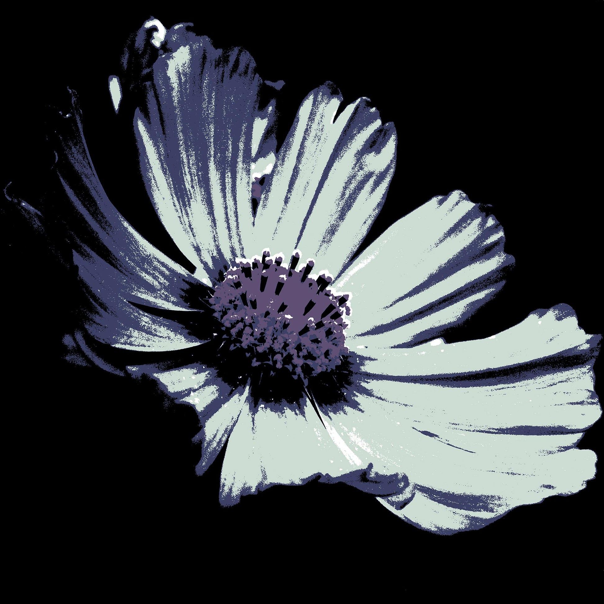 Xtra POP Set - Echinacea Flower - 990319v13 - 90x90cm, A mint-toned pop art-style flower with indigo shading and a violet centre, set against a black background. Cool and moody aesthetic. Limited edition fine art print.