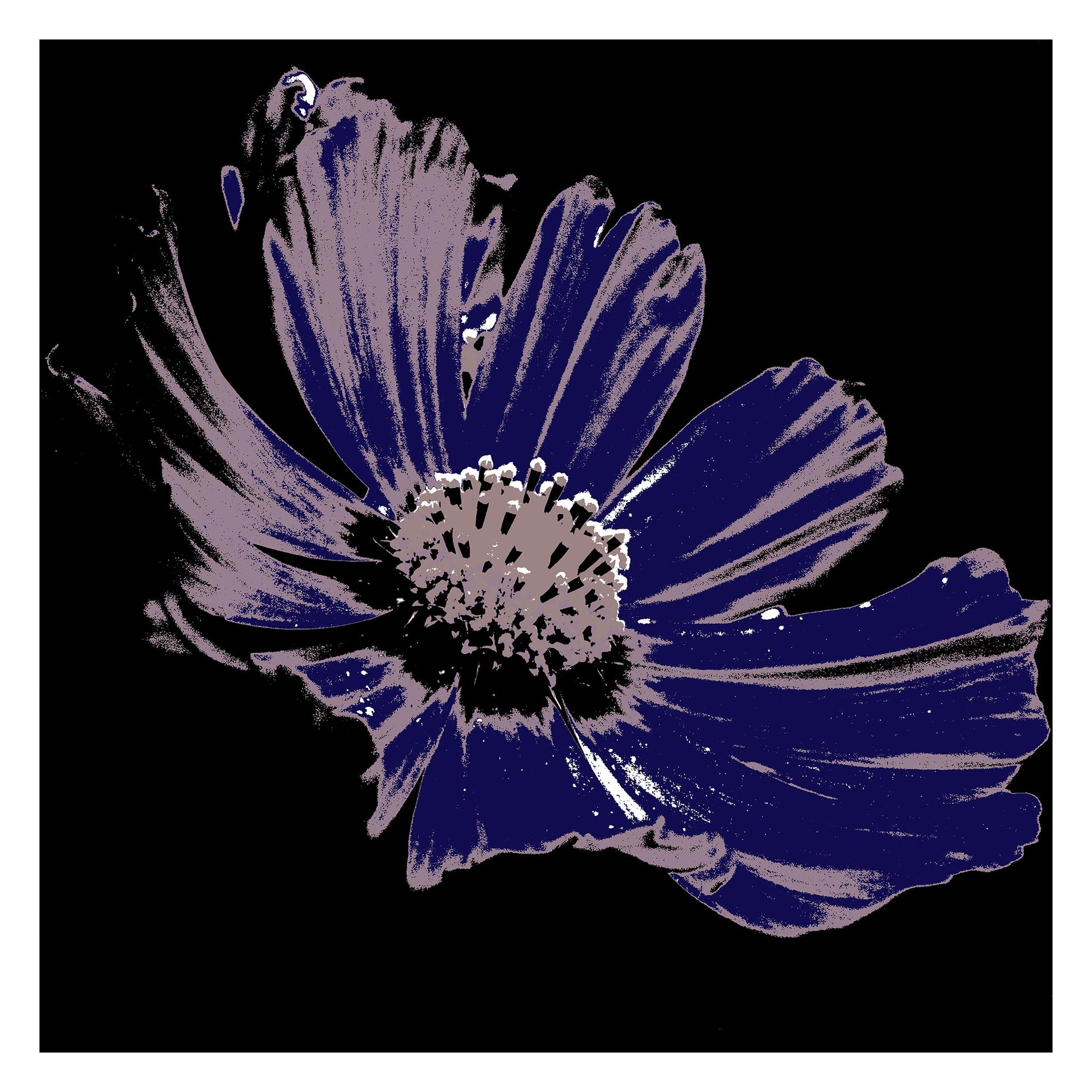 Xtra POP Set - Echinacea Flower - 990319v16 - 104x104cm, Deep violet pop art style flower with mauve detailing and a black background. Moody and elegant. Limited edition fine art print.
