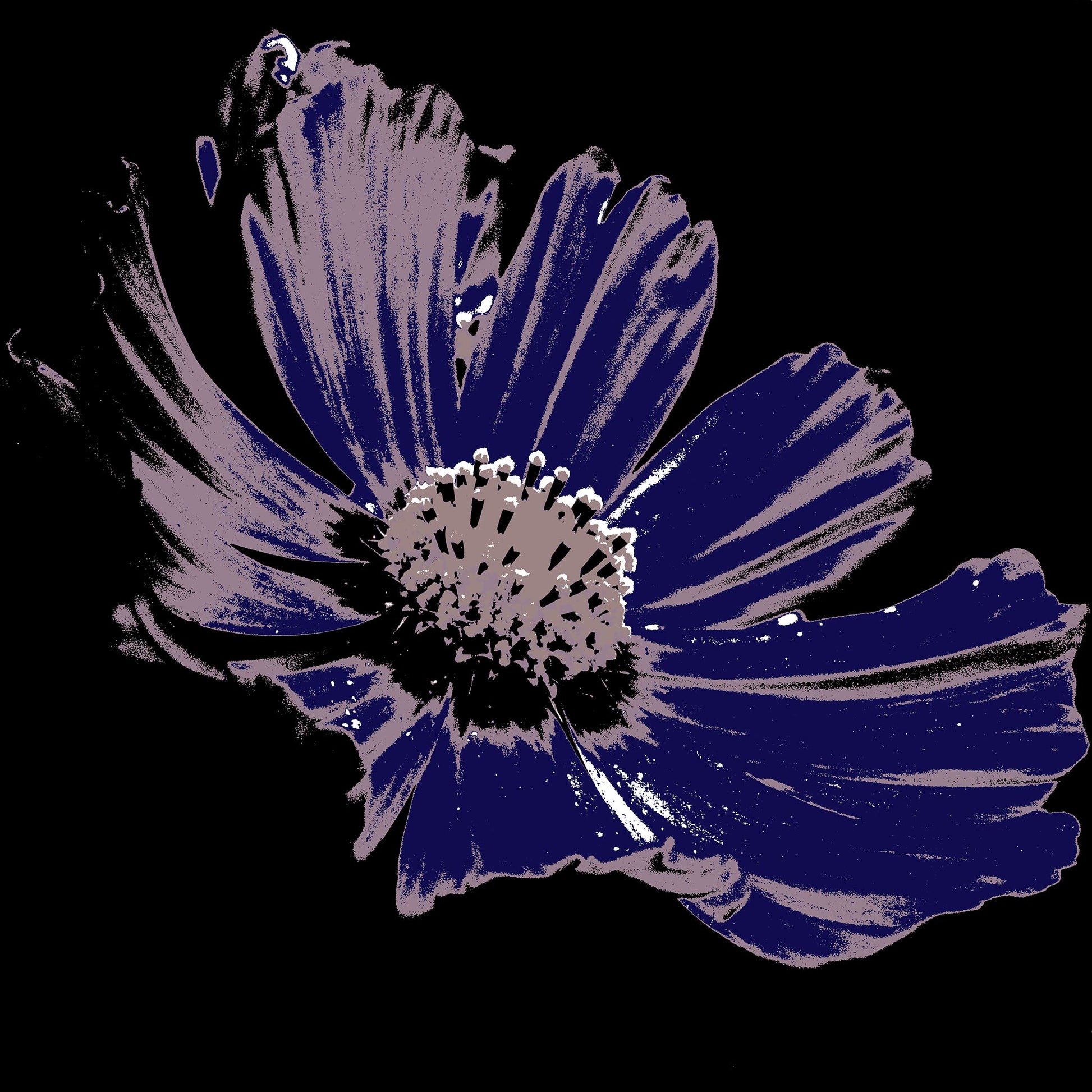 Xtra POP Set - Echinacea Flower - 990319v16 - 90x90cm, Deep violet pop art style flower with mauve detailing and a black background. Moody and elegant. Limited edition fine art print.