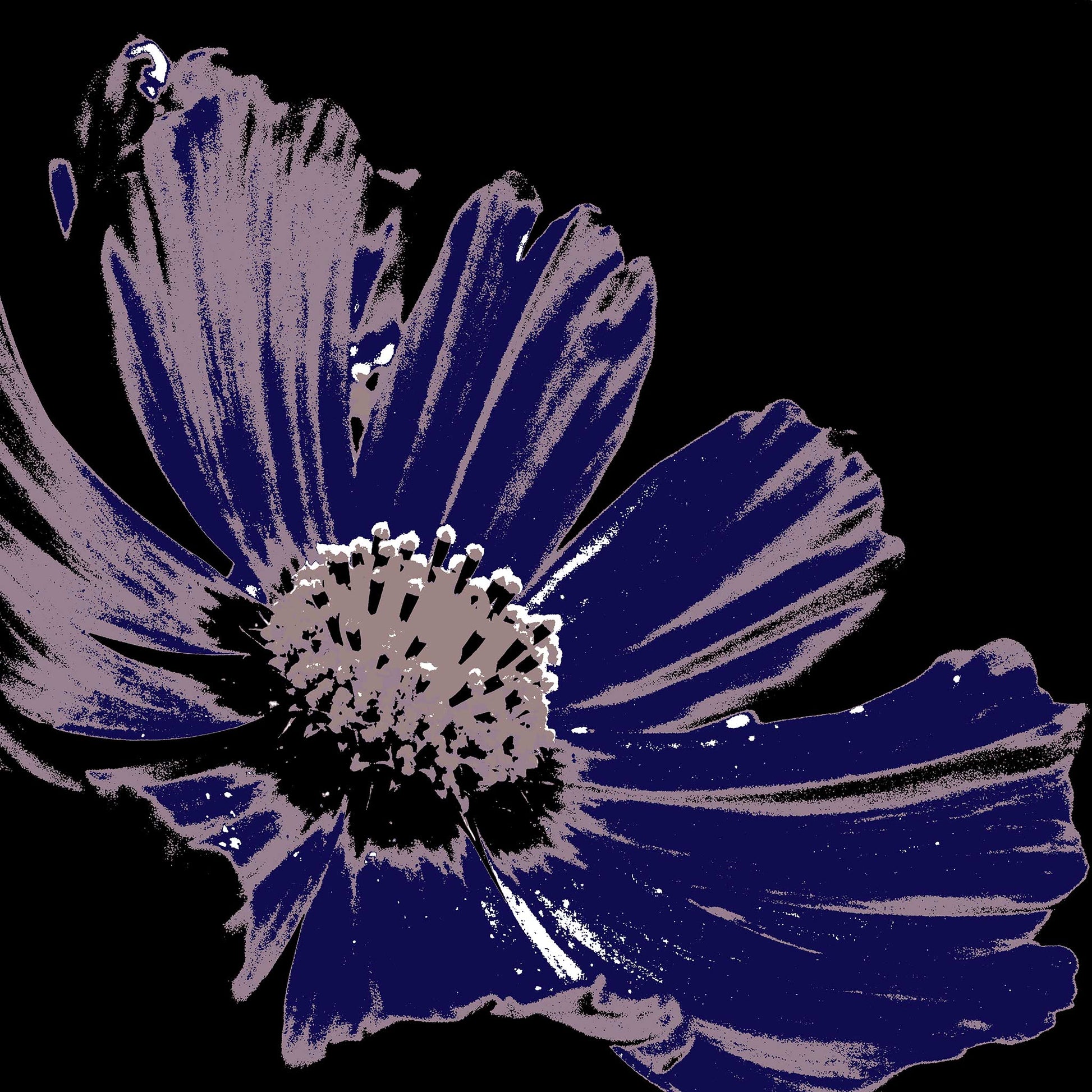 Xtra POP Set - Echinacea Flower - 990319v16 - Close Detail View, Deep violet pop art style flower with mauve detailing and a black background. Moody and elegant. Limited edition fine art print.