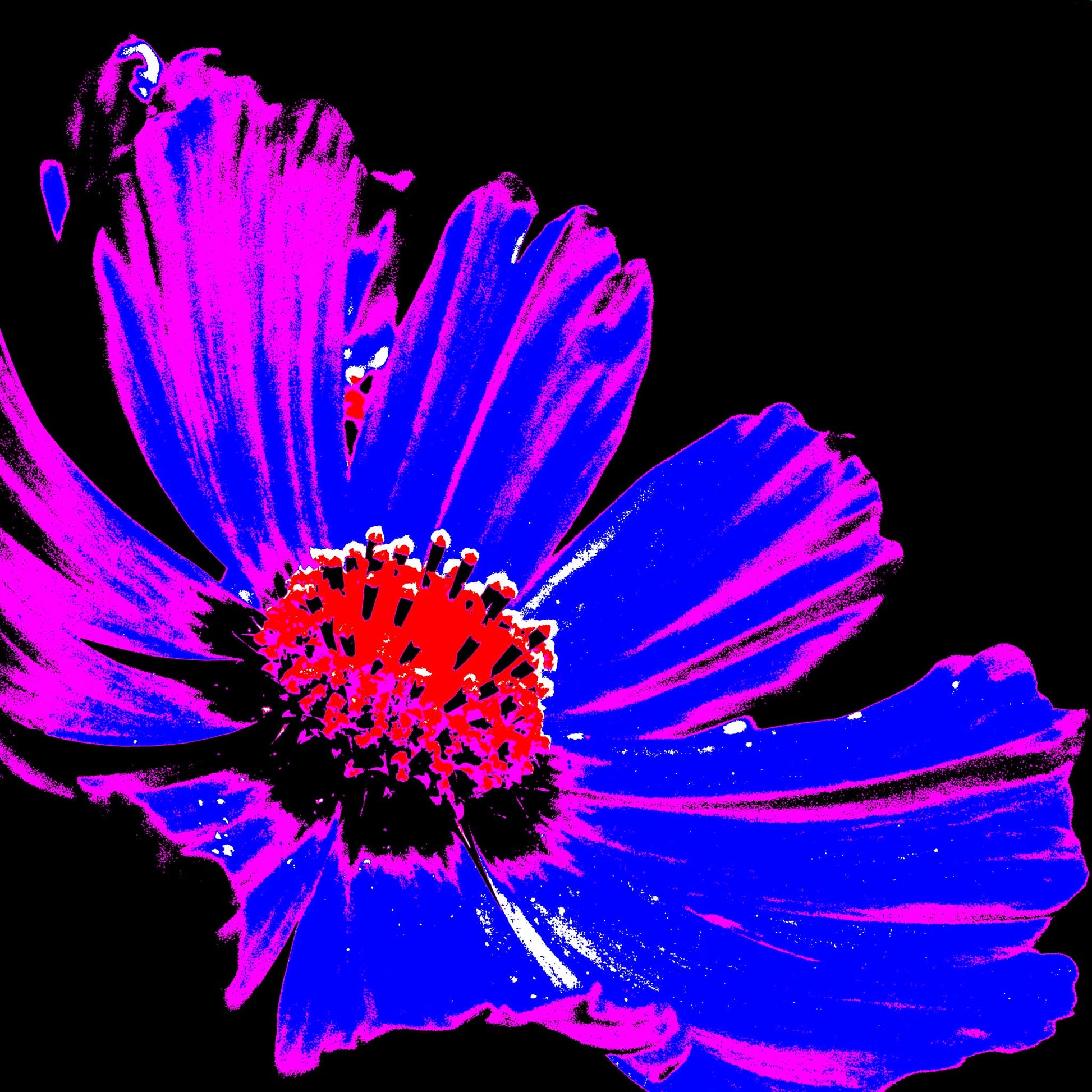 Xtra POP Set - Echinacea Flower - 990319v6 - Close Detail View, A bold pop art-style image of a single echinacea flower with neon pink and electric blue petals, red centre, and black background. Graphic and vibrant. Limited edition fine art print.
