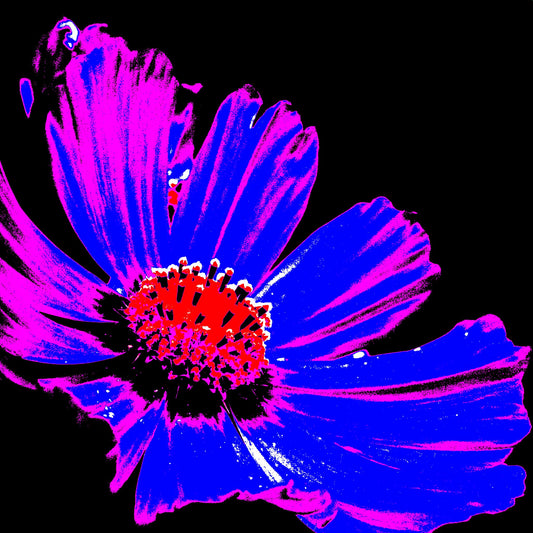 Xtra POP Set - Echinacea Flower - 990319v6 - Close Detail View, A bold pop art-style image of a single echinacea flower with neon pink and electric blue petals, red centre, and black background. Graphic and vibrant. Limited edition fine art print.