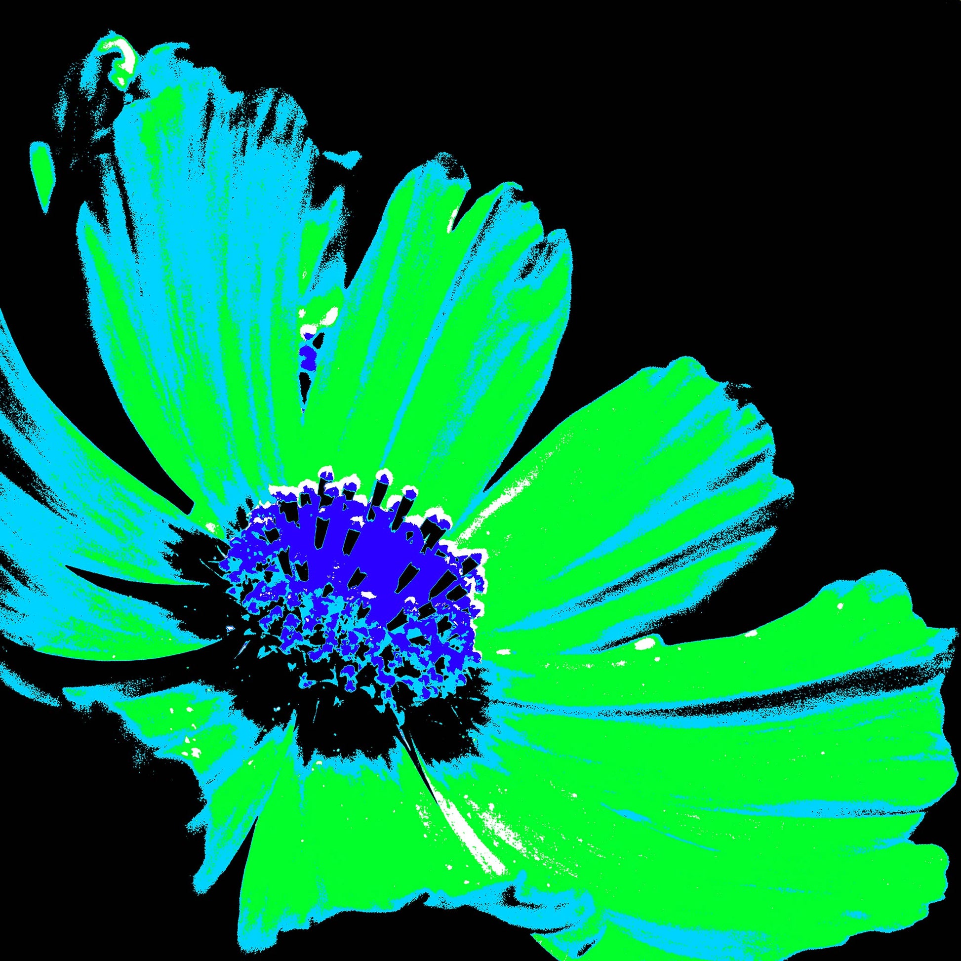 Xtra POP Set - Echinacea Flower - 990319v8 - Close Detail View, A neon pop art-style flower with bright green petals and a deep blue-purple centre on a black background. Vibrant graphic floral. Limited edition fine art print.