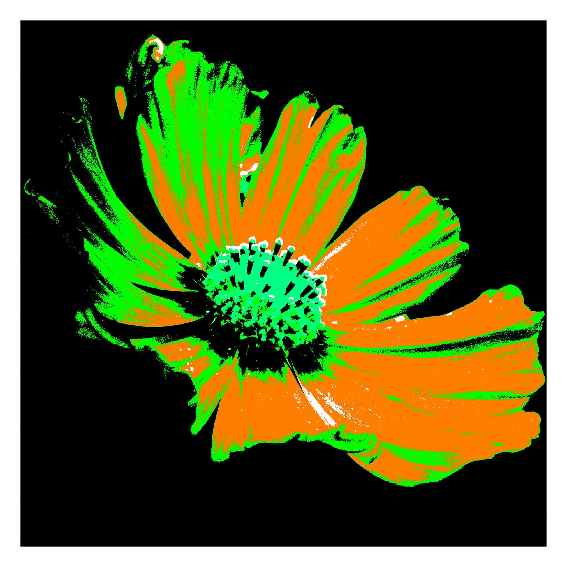 Xtra POP Set - Echinacea Flower - 990319v9 - 104x104cm, A vibrant pop art-style flower with orange petals, green highlights, and a turquoise centre, set against a stark black background. Graphic and intense. Limited edition fine art print.