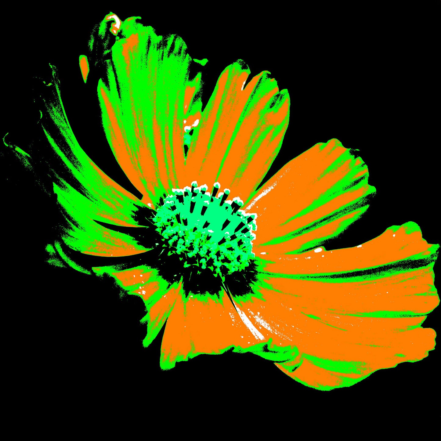 Xtra POP Set - Echinacea Flower - 990319v9 - 90x90cm, A vibrant pop art-style flower with orange petals, green highlights, and a turquoise centre, set against a stark black background. Graphic and intense. Limited edition fine art print.