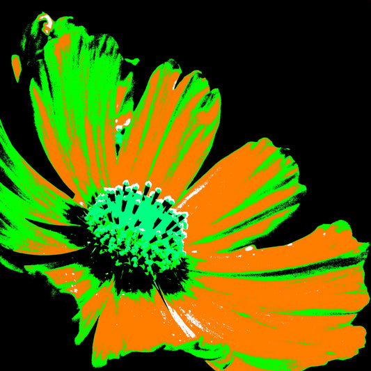 Xtra POP Set - Echinacea Flower - 990319v9 - Close Detail View, A vibrant pop art-style flower with orange petals, green highlights, and a turquoise centre, set against a stark black background. Graphic and intense. Limited edition fine art print.