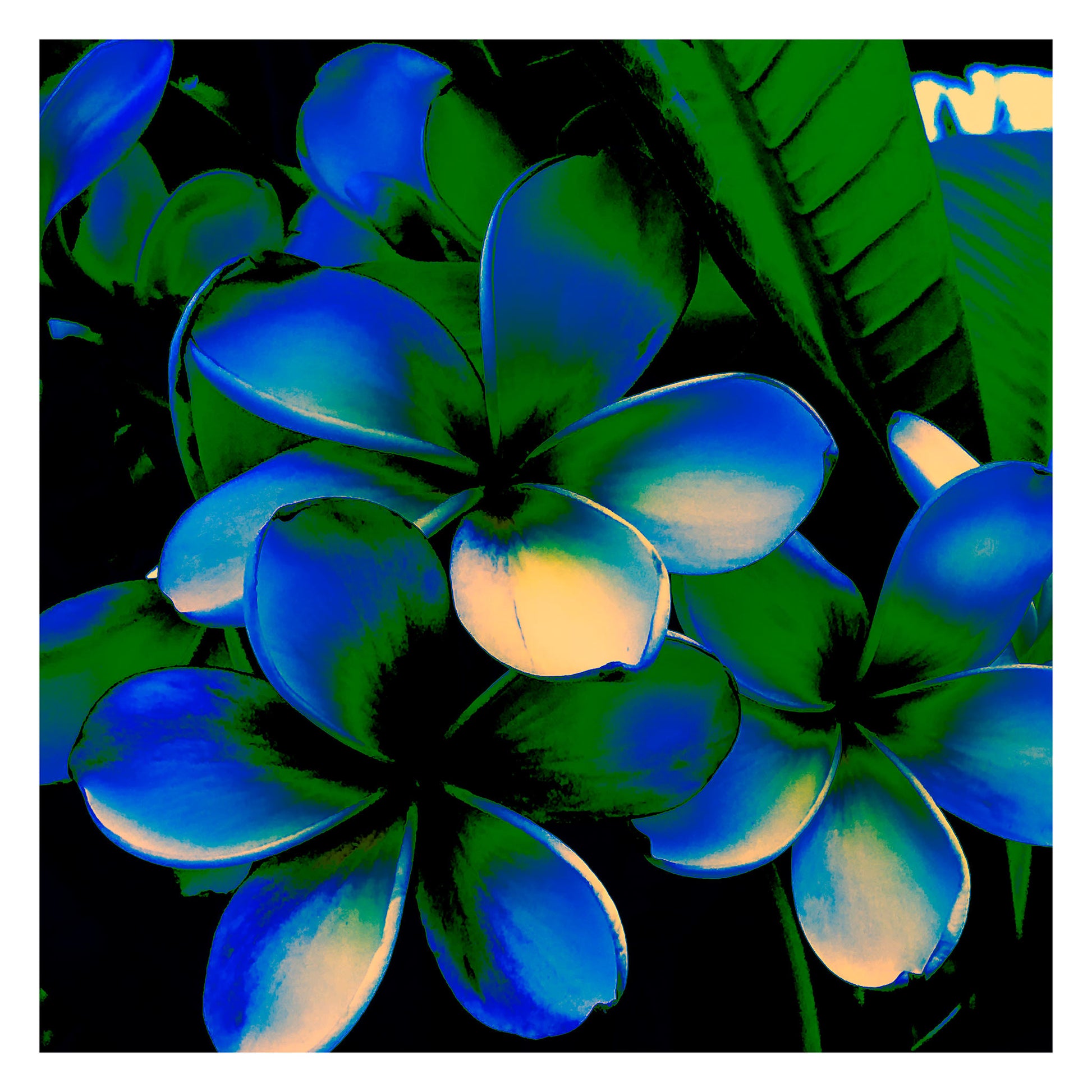 Xtra POP Set - Frangipani Cluster - 185892v20a - 104x104cm, Stylised cluster of frangipani flowers in deep blue and emerald green hues with soft cream highlights, set against dark tropical foliage in a bold Pop Art interpretation.