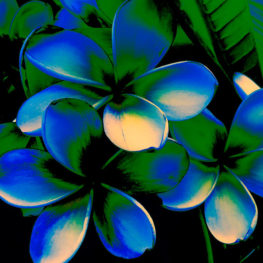 Xtra POP Set - Frangipani Cluster - 185892v20a - Close Detail View, Stylised cluster of frangipani flowers in deep blue and emerald green hues with soft cream highlights, set against dark tropical foliage in a bold Pop Art interpretation.