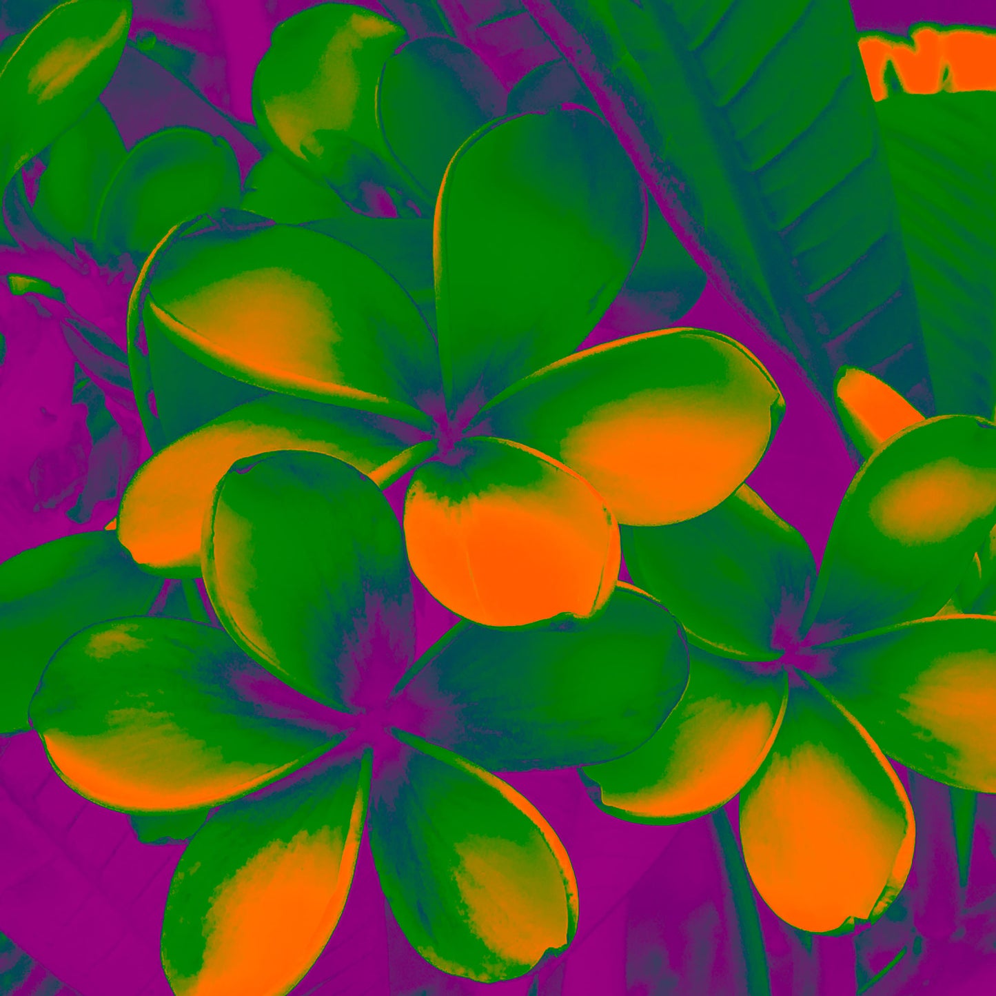 Xtra POP Set - Frangipani Cluster - 185892v4a - 90x90cm, Vibrant frangipani flowers in orange and green with purple shadows, stylised in a bold Pop Art botanical treatment.