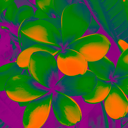 Xtra POP Set - Frangipani Cluster - 185892v4a - Close Detail View, Vibrant frangipani flowers in orange and green with purple shadows, stylised in a bold Pop Art botanical treatment.