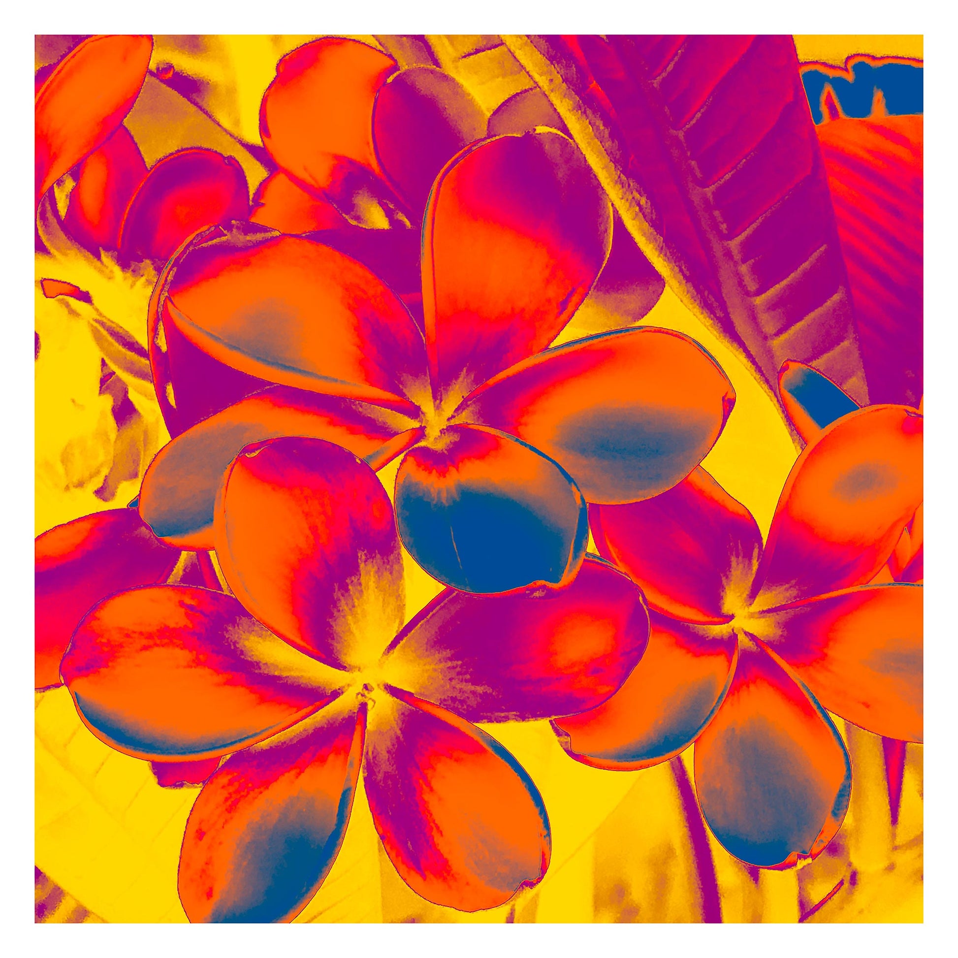 Xtra POP Set - Frangipani Cluster - 185892v6a - 104x104cm, Tropical frangipani flowers in fiery red-orange and magenta hues against a glowing yellow background, rendered in vivid Pop Art style.