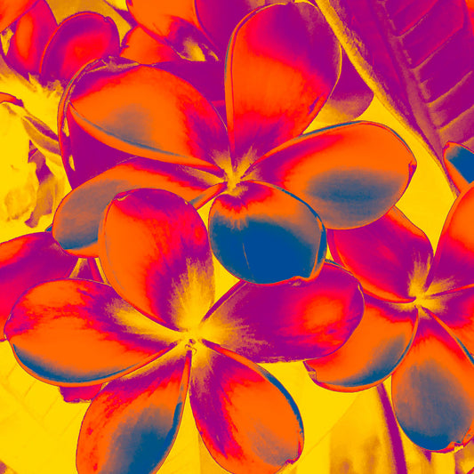 Xtra POP Set - Frangipani Cluster - 185892v6a - Close Detail View, Tropical frangipani flowers in fiery red-orange and magenta hues against a glowing yellow background, rendered in vivid Pop Art style.