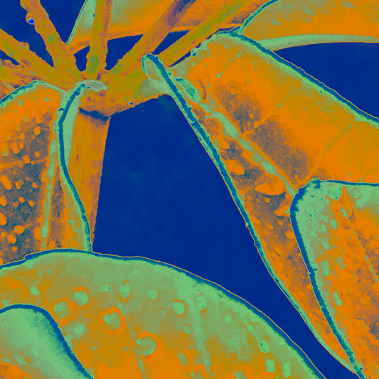 Xtra POP Set - Frangipani Leaves - 184836v10a - Close Detail View, Tropical leaves in orange and teal tones with water droplets, set against a vivid dark blue background in a stylised Pop Art design.