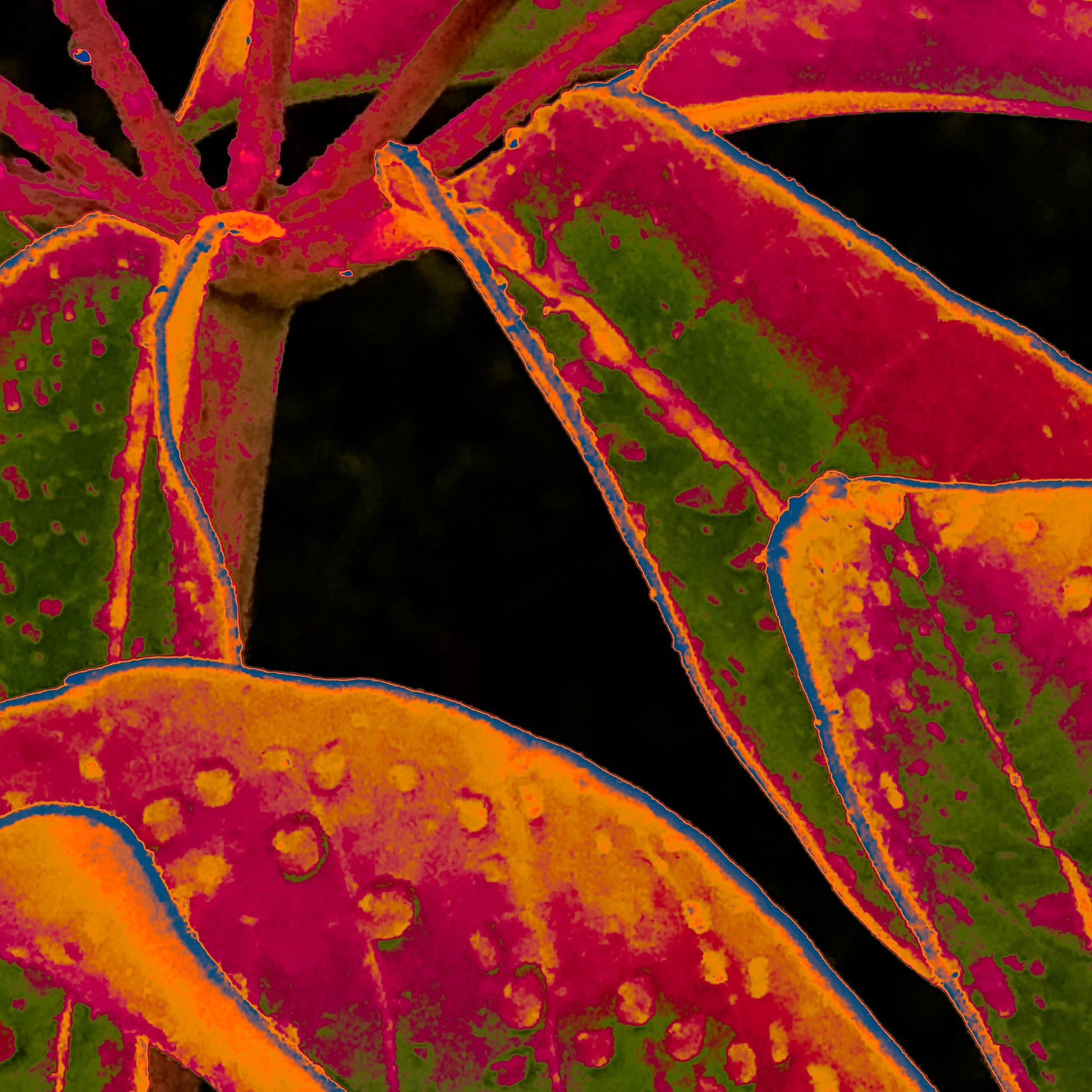 Xtra POP Set - Frangipani Leaves - 184836v11a - Close Detail View, Colourful tropical leaves in orange, magenta, and green tones with water droplets, outlined in blue, on a dark background in a vivid Pop Art style.