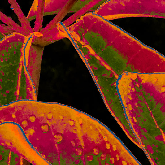 Xtra POP Set - Frangipani Leaves - 184836v11a - Close Detail View, Colourful tropical leaves in orange, magenta, and green tones with water droplets, outlined in blue, on a dark background in a vivid Pop Art style.