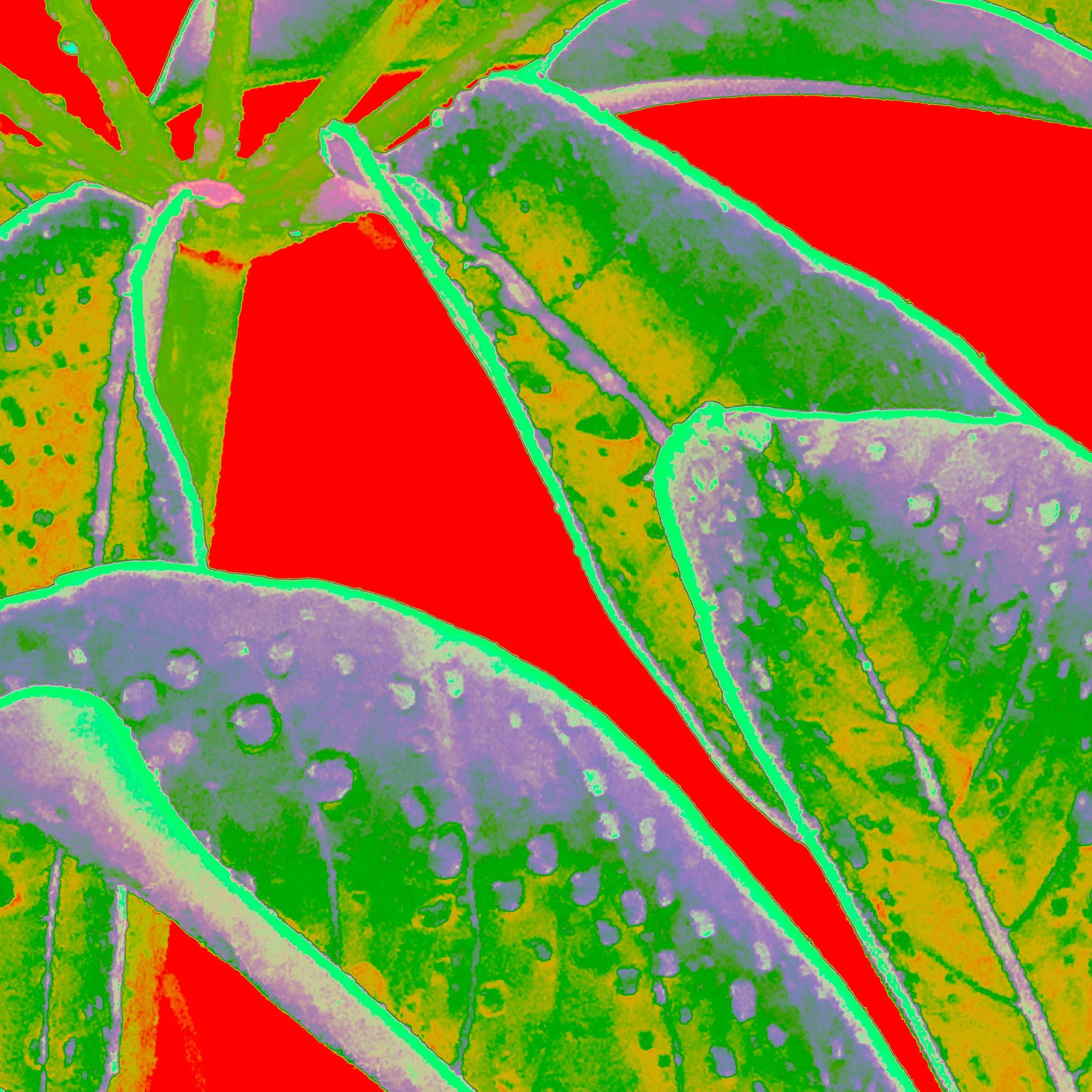 Xtra POP Set - Frangipani Leaves - 184836v13a - 90x90cm, Stylised frangipani leaves in vivid green and violet tones with water droplets, set against a bright red Pop Art background.