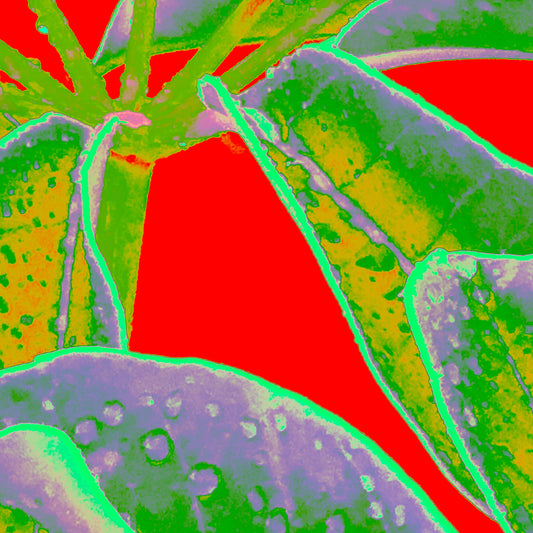 Xtra POP Set - Frangipani Leaves - 184836v13a - Close Detail View, Stylised frangipani leaves in vivid green and violet tones with water droplets, set against a bright red Pop Art background.