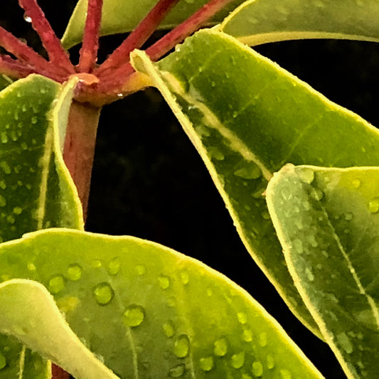 Xtra POP Set - Frangipani Leaves - 184836v1a - Close Detail View, Close-up of green frangipani leaves with water droplets and soft yellow edging, accented by red stems, in a naturalistic Pop Art style.