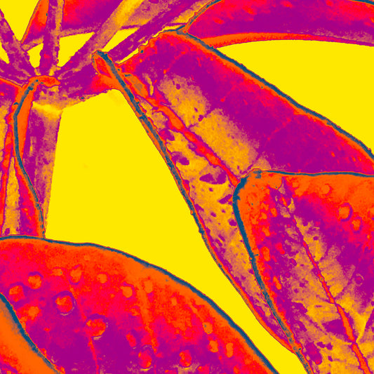 Xtra POP Set - Frangipani Leaves - 184836v8a - Close Detail View, Electric red and magenta frangipani leaves with water droplets set against a vivid yellow background in a high-contrast Pop Art palette.