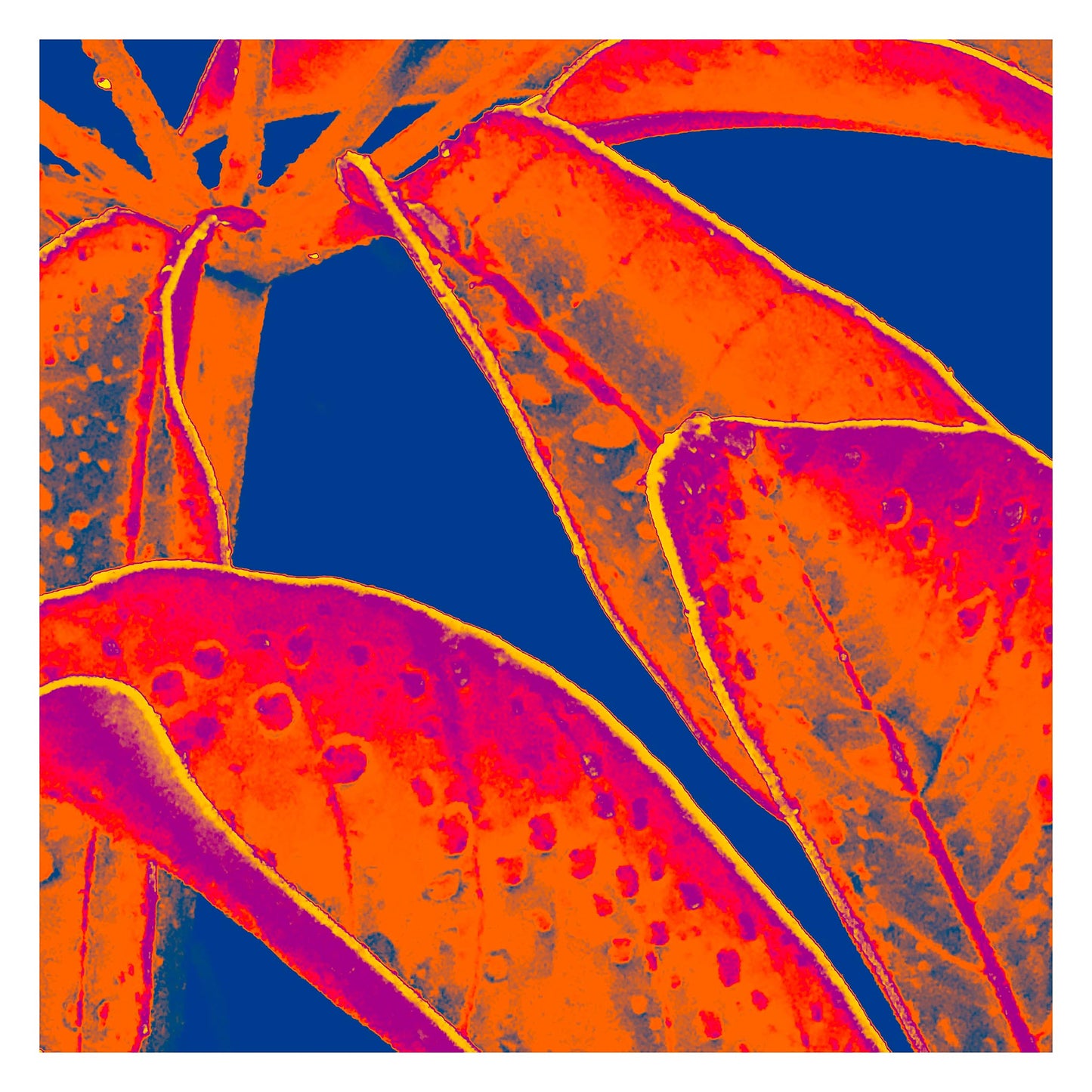 Xtra POP Set - Frangipani Leaves - 184836v9a - 104x104cm, Vibrant orange and magenta tropical leaves with raindrops, set against a deep blue background in a bold Pop Art treatment.