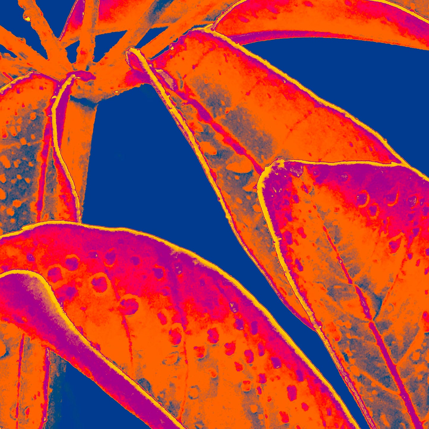 Xtra POP Set - Frangipani Leaves - 184836v9a - 90x90cm, Vibrant orange and magenta tropical leaves with raindrops, set against a deep blue background in a bold Pop Art treatment.