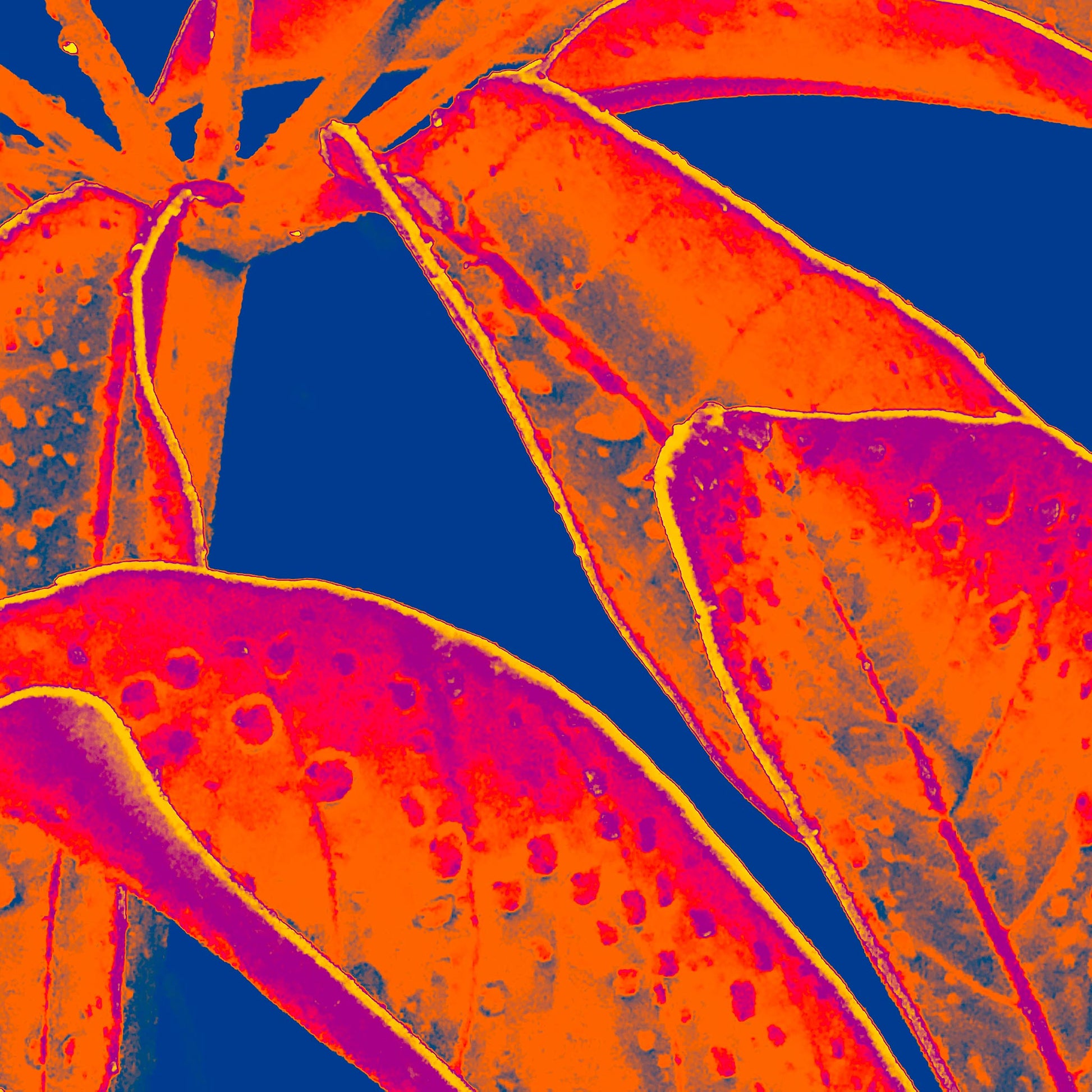 Xtra POP Set - Frangipani Leaves - 184836v9a - 90x90cm, Vibrant orange and magenta tropical leaves with raindrops, set against a deep blue background in a bold Pop Art treatment.