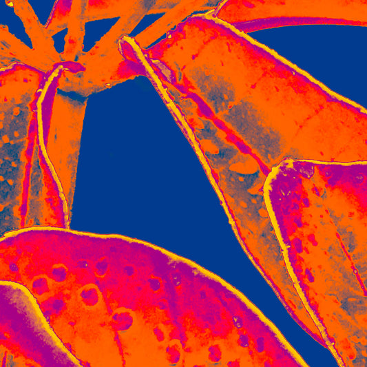 Xtra POP Set - Frangipani Leaves - 184836v9a - Close Detail View, Vibrant orange and magenta tropical leaves with raindrops, set against a deep blue background in a bold Pop Art treatment.