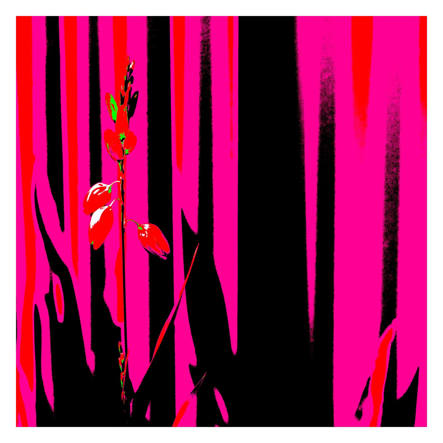 Xtra POP Set - Garden Flower - 188657E5v11 - 104x104cm, Striking red flower set against high-contrast pink and black vertical background in an edgy Pop Art style.