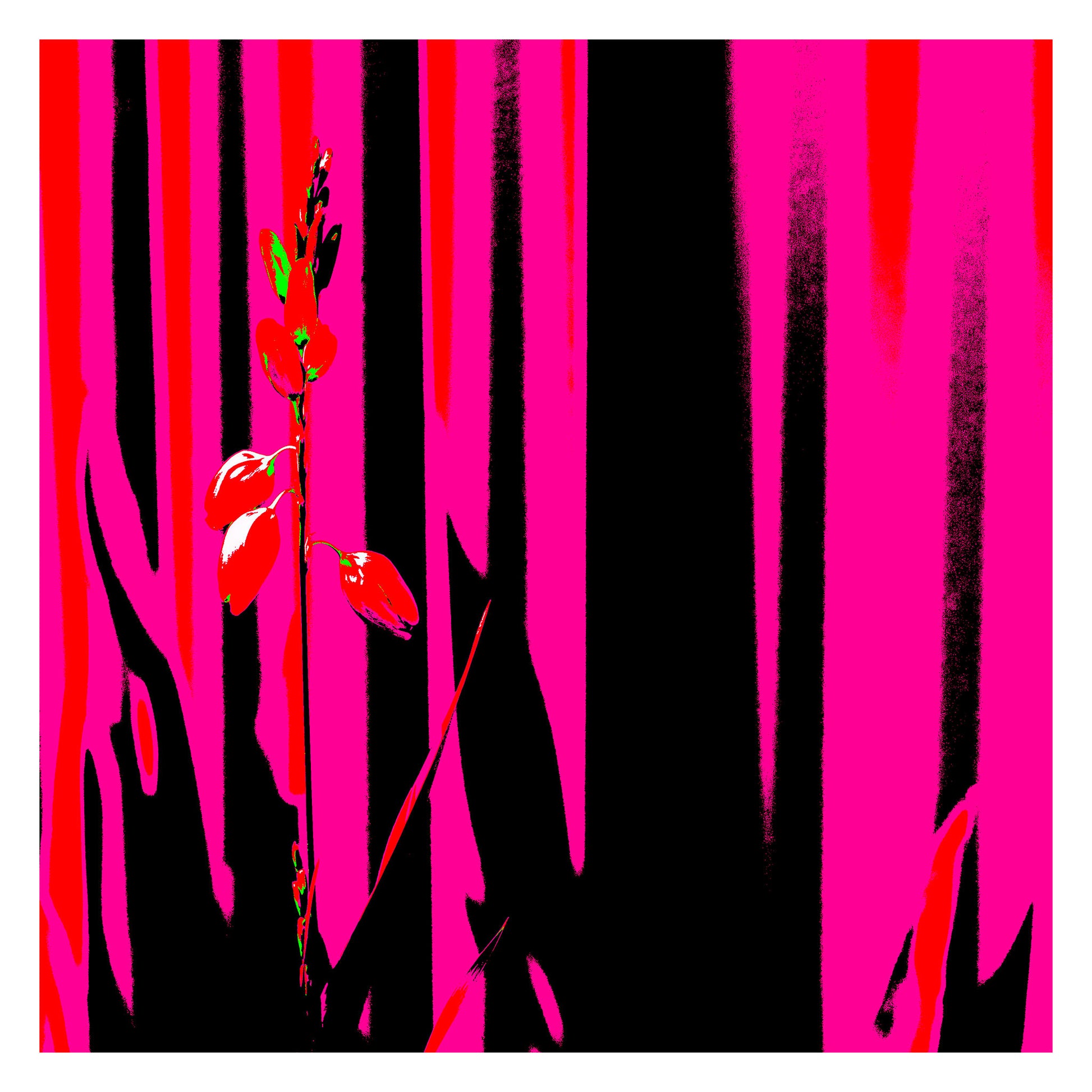 Xtra POP Set - Garden Flower - 188657E5v11 - 104x104cm, Striking red flower set against high-contrast pink and black vertical background in an edgy Pop Art style.