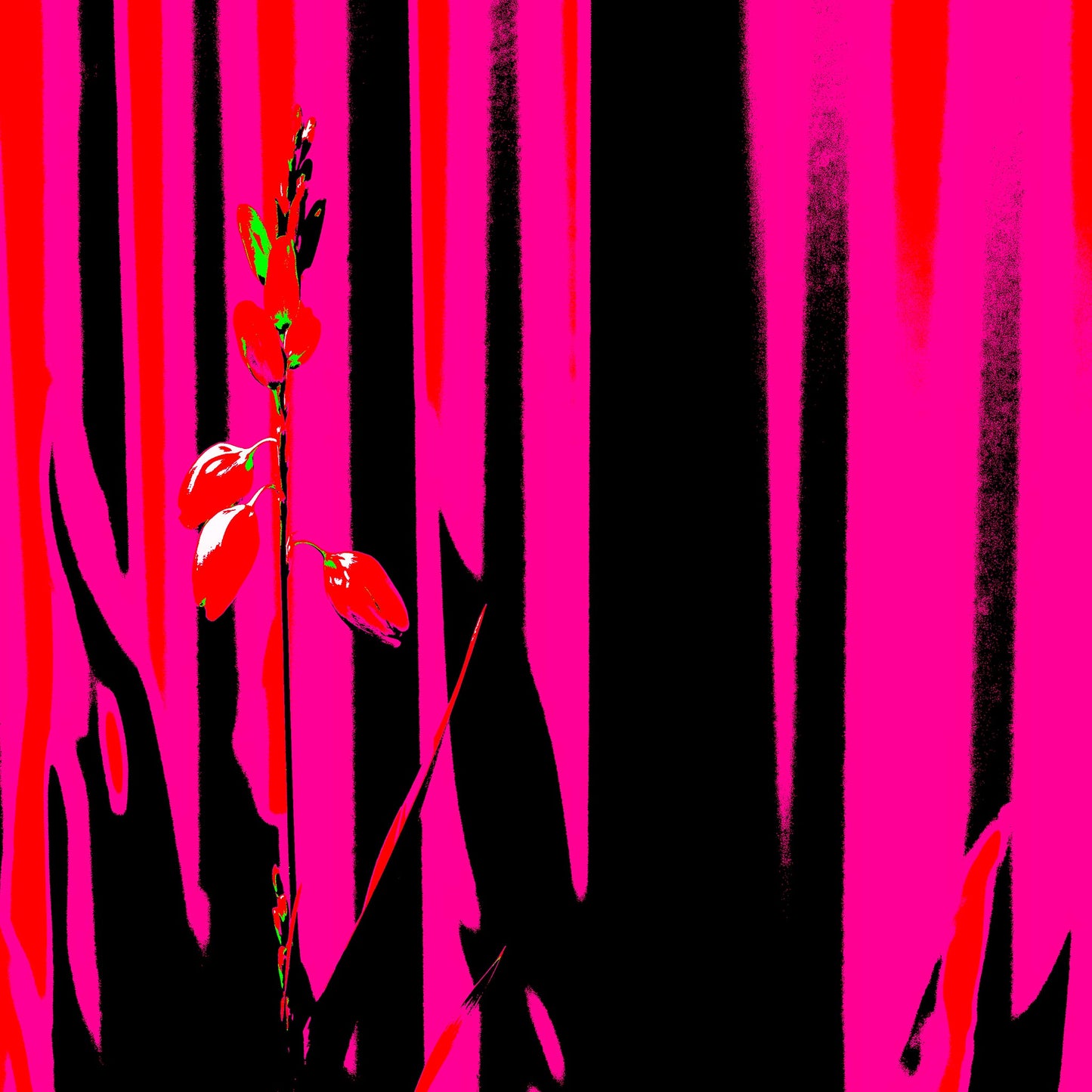 Xtra POP Set - Garden Flower - 188657E5v11 - 90x90cm, Striking red flower set against high-contrast pink and black vertical background in an edgy Pop Art style.