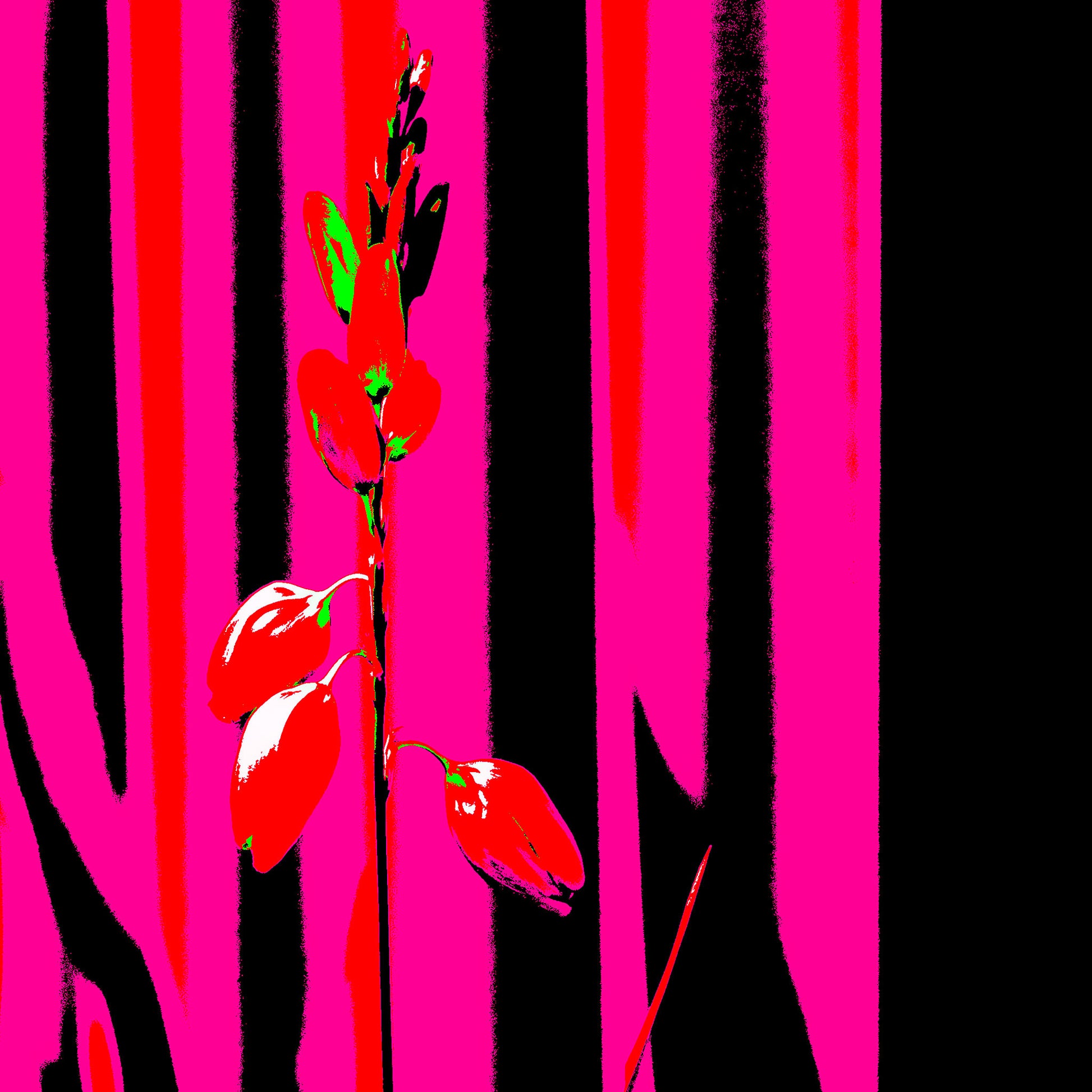 Xtra POP Set - Garden Flower - 188657E5v11 - Close Detail View, Striking red flower set against high-contrast pink and black vertical background in an edgy Pop Art style.