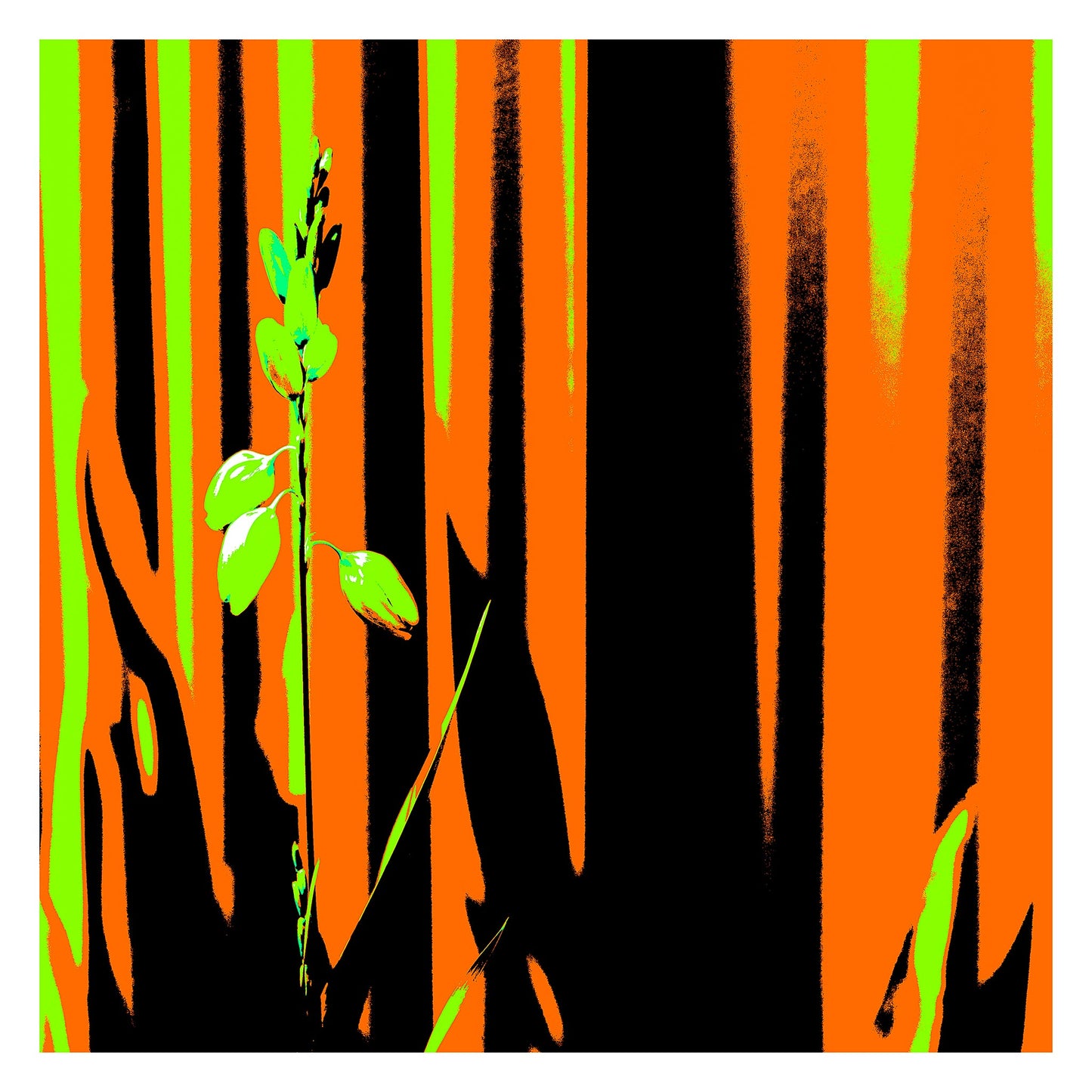 Xtra POP Set - Garden Flower - 188657E5v13 - 104x104cm, Lime green flower set against an intense orange and black striped background in bold Pop Art styling.