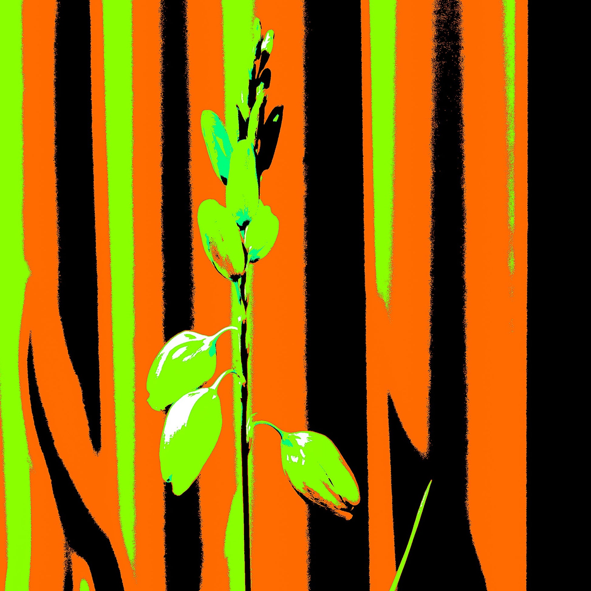 Xtra POP Set - Garden Flower - 188657E5v13 - Close Detail View, Lime green flower set against an intense orange and black striped background in bold Pop Art styling.