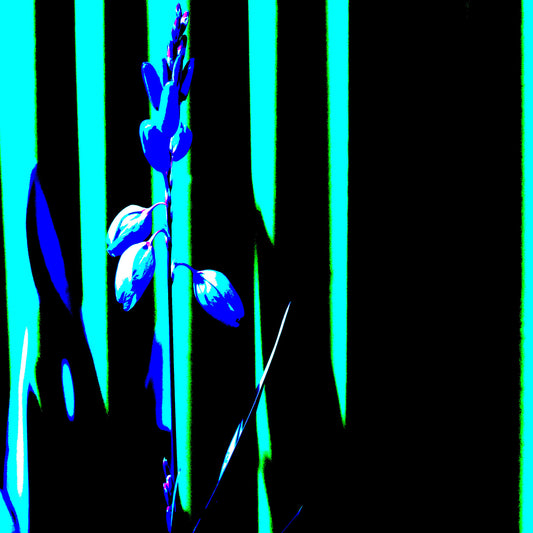 Xtra POP Set - Garden Flower - 188657E5v15 - Close Detail View, Electric blue flower silhouette against vertical turquoise and black striped background in stylised Pop Art form.