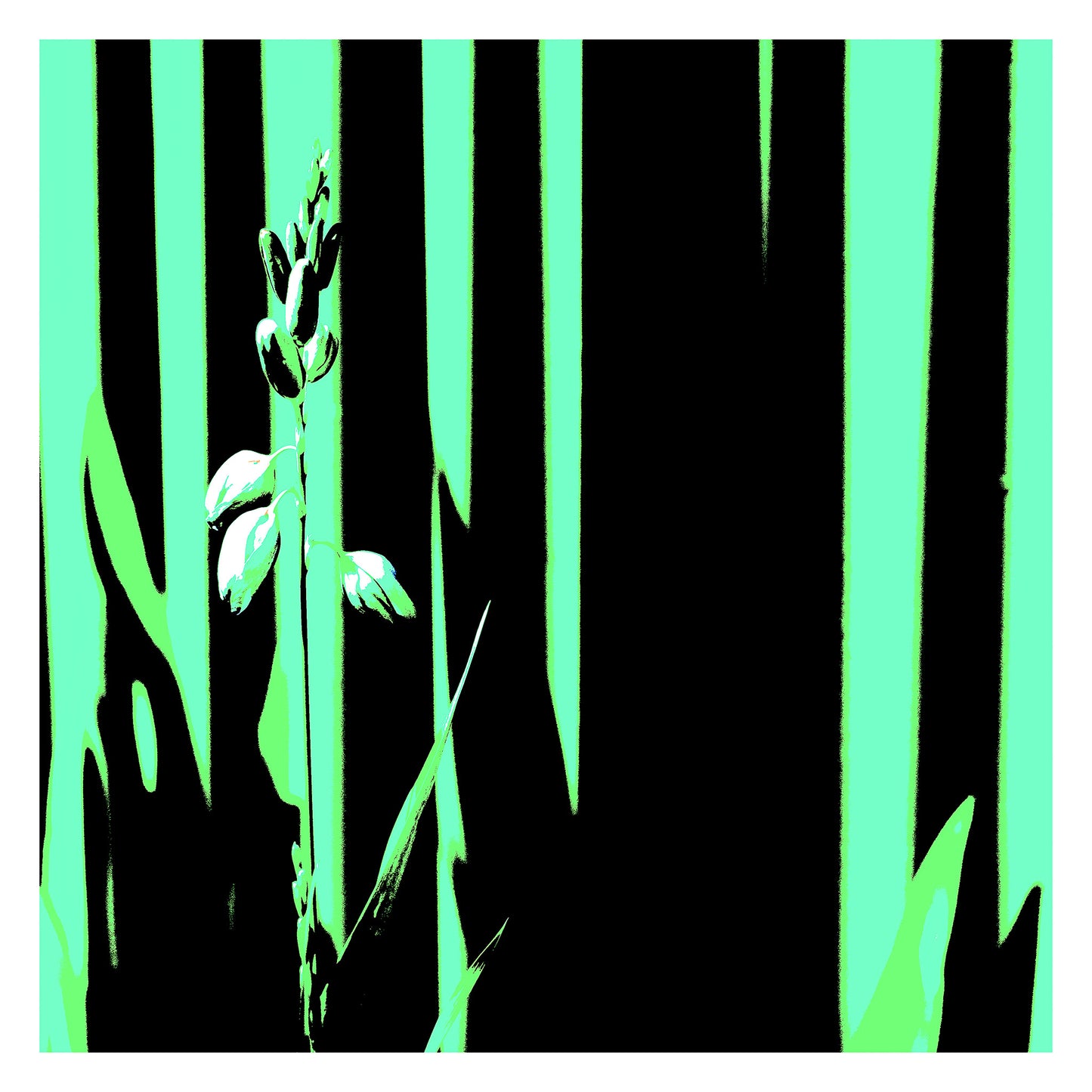 Xtra POP Set - Garden Flower - 188657E5v40 - 104x104cm, Pale botanical form in front of black and mint green vertical graphic background with a minimalist Pop Art aesthetic.