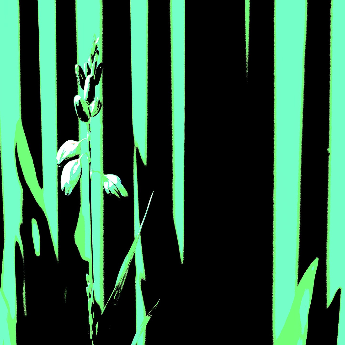 Xtra POP Set - Garden Flower - 188657E5v40 - 90x90cm, Pale botanical form in front of black and mint green vertical graphic background with a minimalist Pop Art aesthetic.