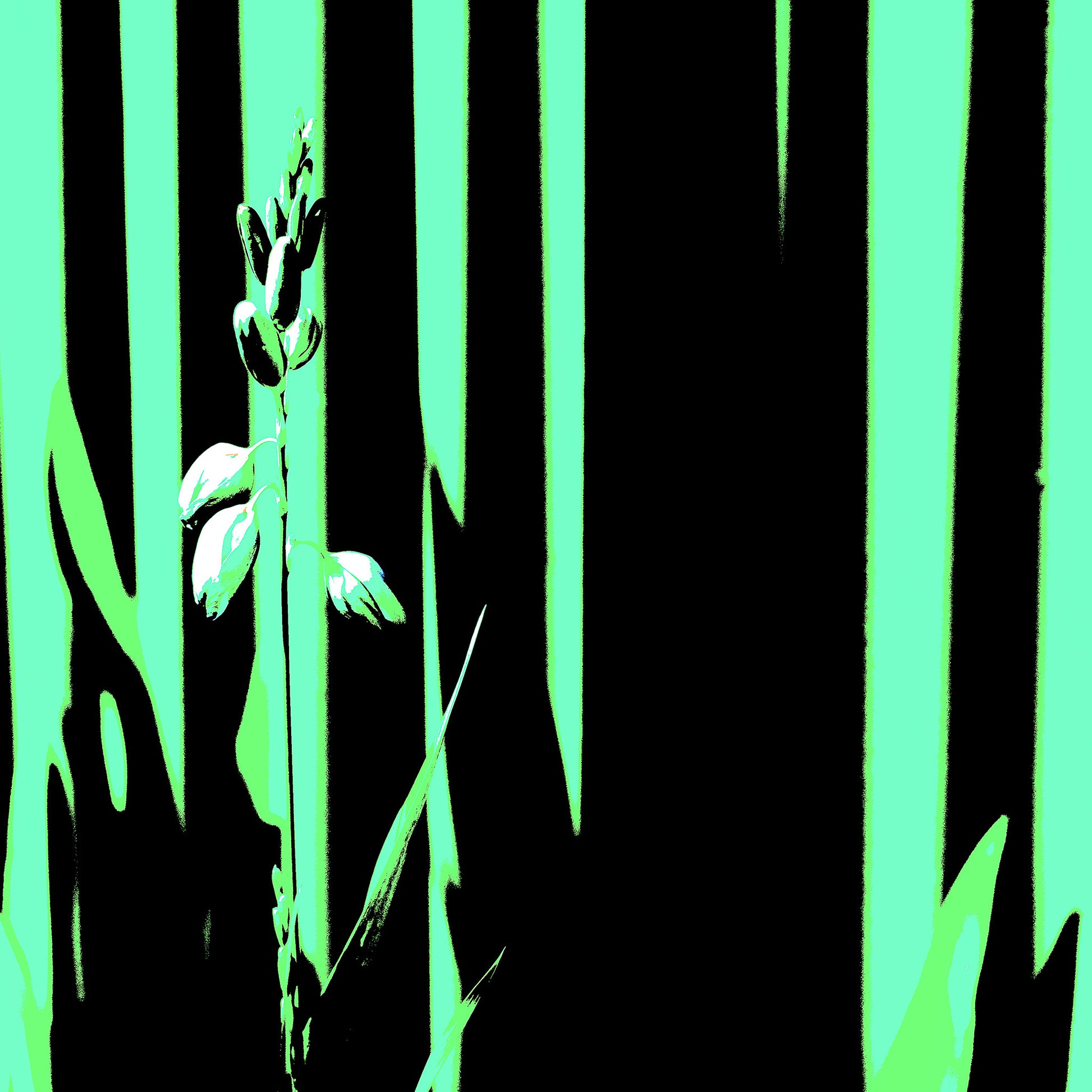 Xtra POP Set - Garden Flower - 188657E5v40 - 90x90cm, Pale botanical form in front of black and mint green vertical graphic background with a minimalist Pop Art aesthetic.