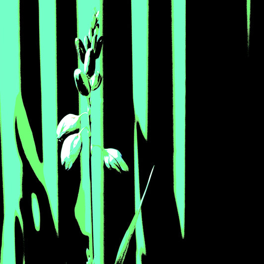 Xtra POP Set - Garden Flower - 188657E5v40 - Close Detail View, Pale botanical form in front of black and mint green vertical graphic background with a minimalist Pop Art aesthetic.