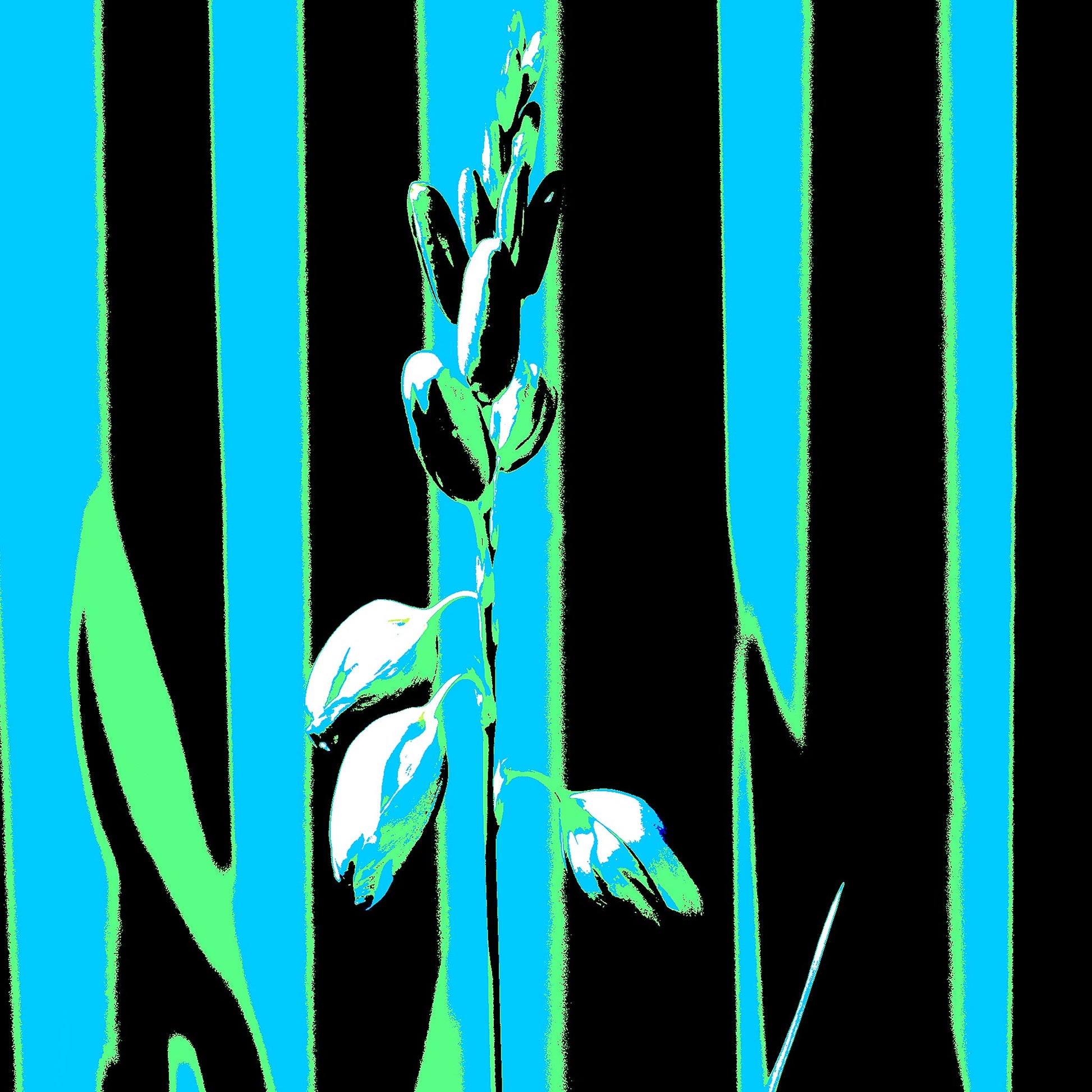 Xtra POP Set - Garden Flower - 188657E5v42 - Close Detail View, Pale botanical silhouette in front of turquoise, green, and black vertical bands with bold Pop Art contrast.