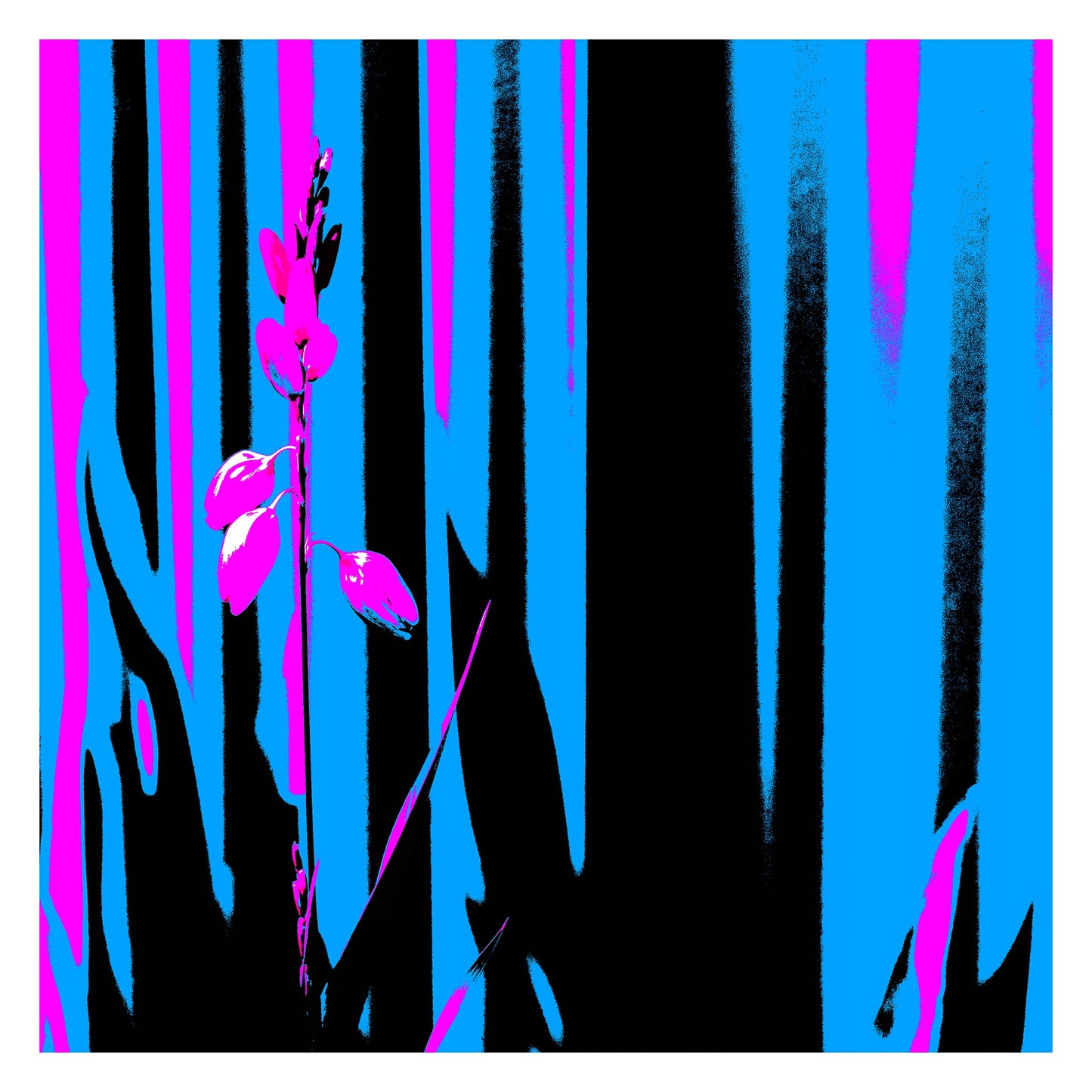Xtra POP Set - Garden Flower - 188657E5v9 - 104x104cm, Bright magenta garden flower set against bold vertical stripes of cyan, black, and pink in a stylised Pop Art composition.