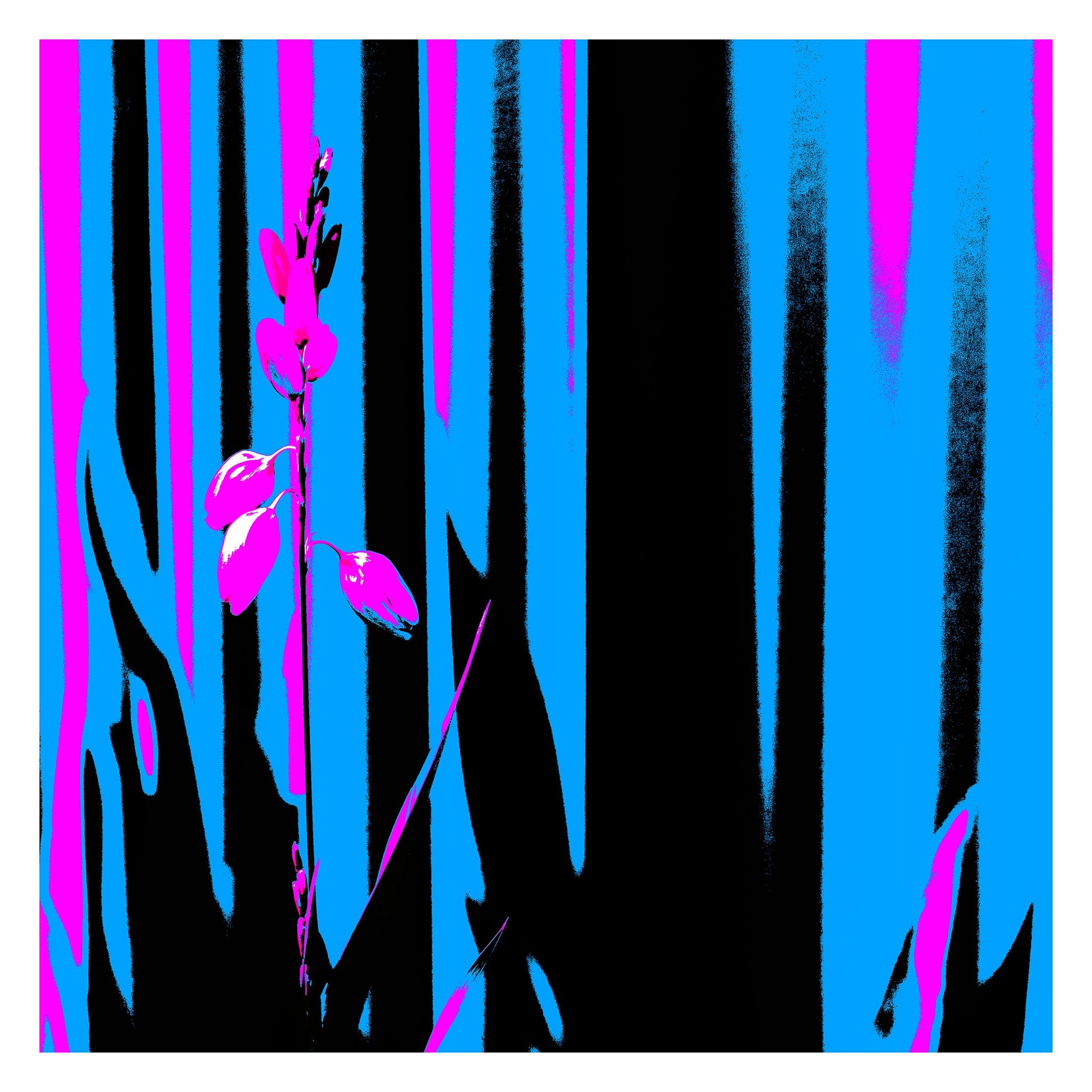 Xtra POP Set - Garden Flower - 188657E5v9 - 104x104cm, Bright magenta garden flower set against bold vertical stripes of cyan, black, and pink in a stylised Pop Art composition.