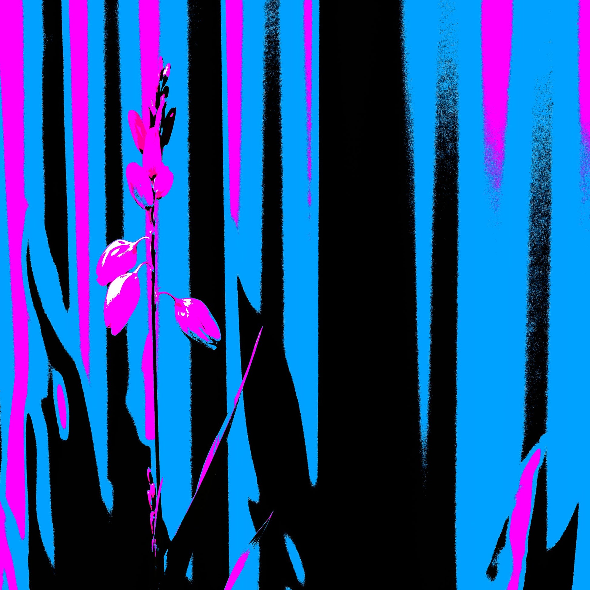 Xtra POP Set - Garden Flower - 188657E5v9 - 90x90cm, Bright magenta garden flower set against bold vertical stripes of cyan, black, and pink in a stylised Pop Art composition.