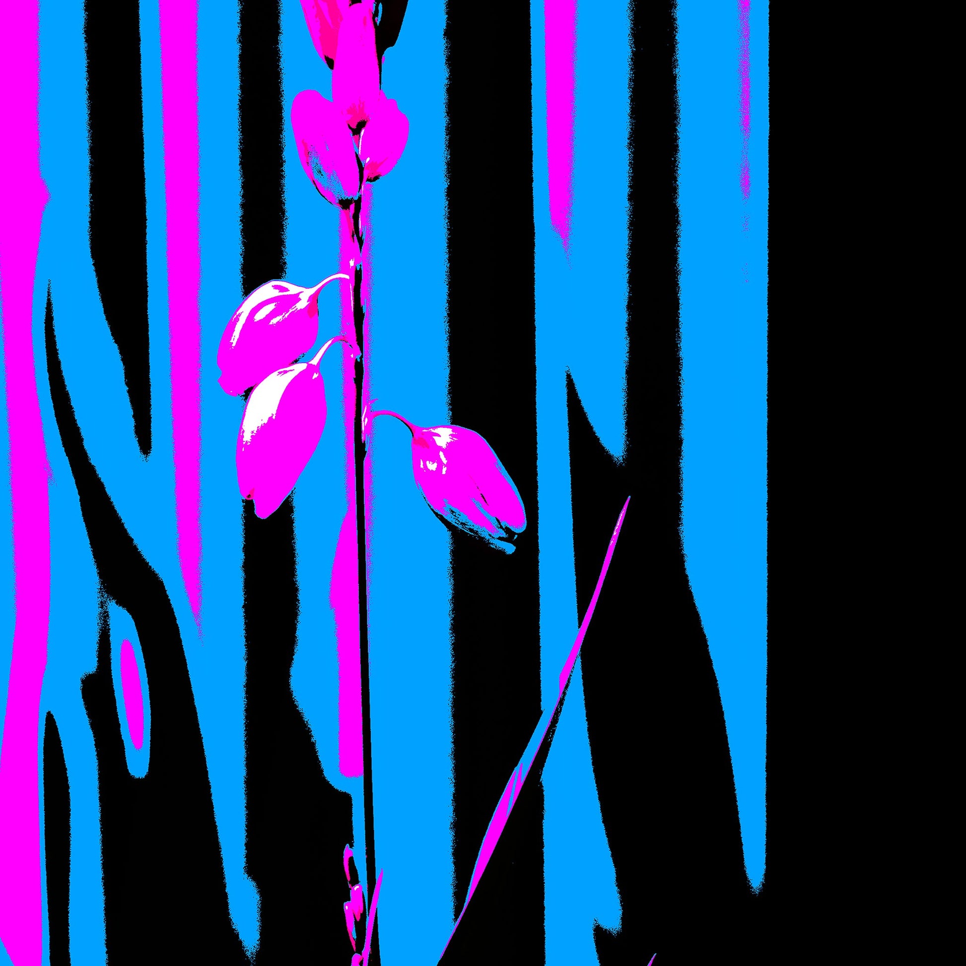 Xtra POP Set - Garden Flower - 188657E5v9 - Close Detail View, Bright magenta garden flower set against bold vertical stripes of cyan, black, and pink in a stylised Pop Art composition.