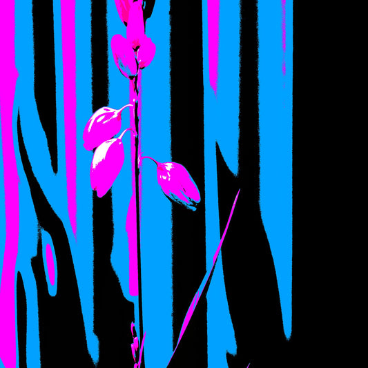 Xtra POP Set - Garden Flower - 188657E5v9 - Close Detail View, Bright magenta garden flower set against bold vertical stripes of cyan, black, and pink in a stylised Pop Art composition.