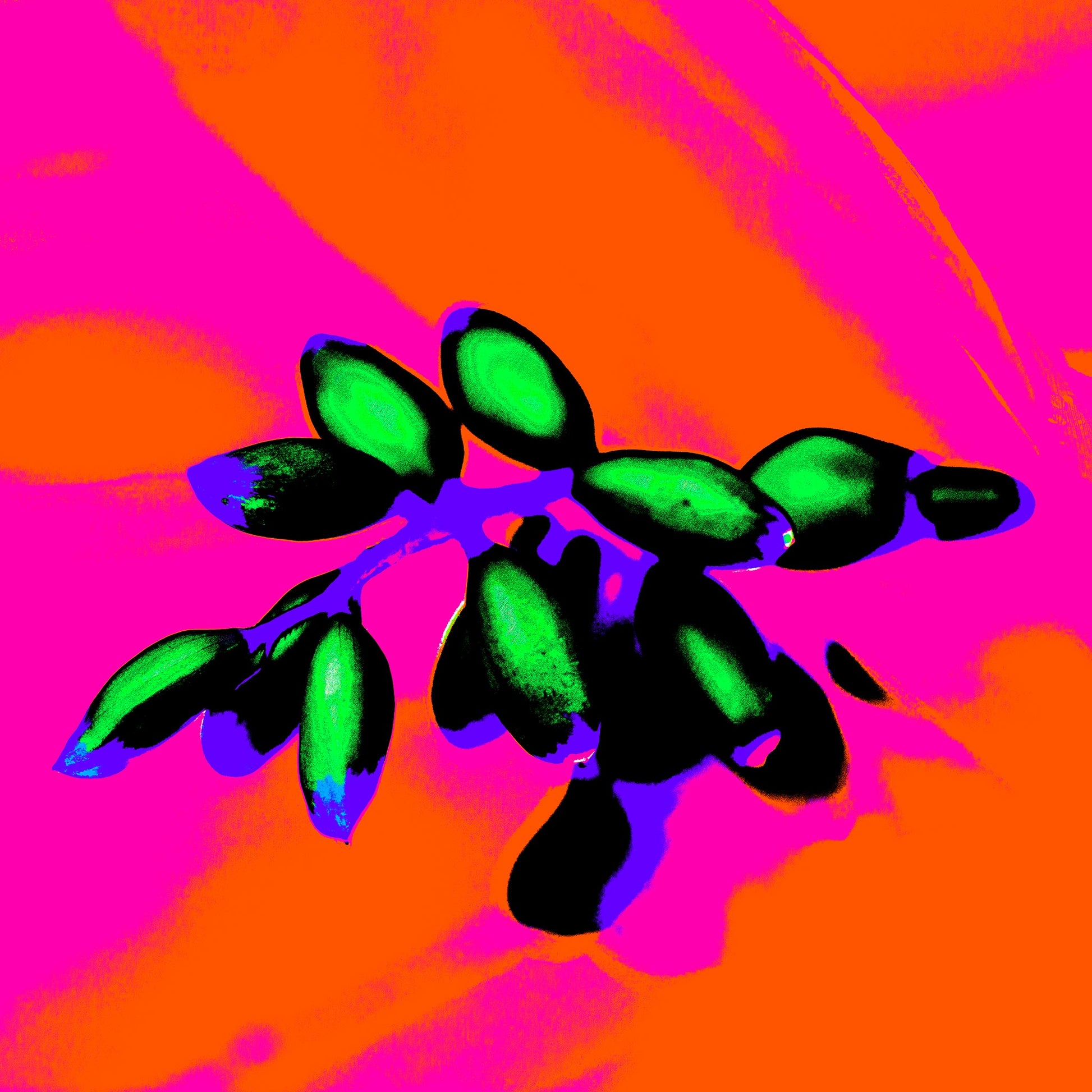 Xtra POP Set - Ginger Flower Buds - 181855v3 - 90x90cm, Vivid green buds contrast against a neon orange and magenta background with bold purple and blue accents in a Pop Art style.