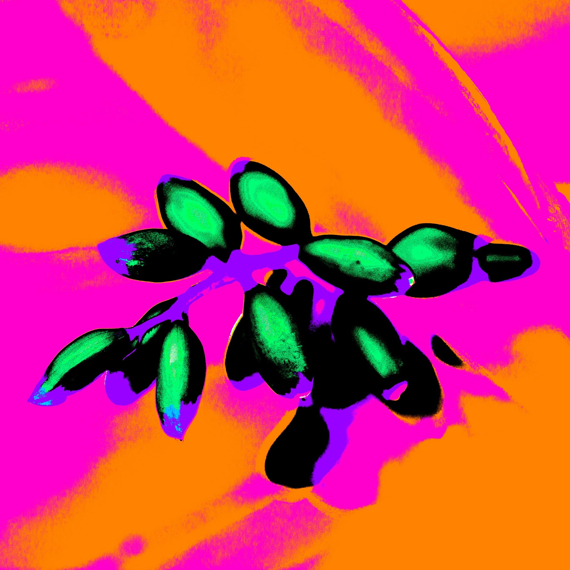 Xtra POP Set - Ginger Flower Buds - 181855v4 - 90x90cm, Intense green buds set against a glowing orange and magenta background with black shadows and vivid blue-violet accents.