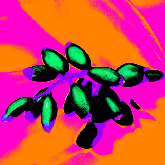 Xtra POP Set - Ginger Flower Buds - 181855v4 - Close Detail View, Intense green buds set against a glowing orange and magenta background with black shadows and vivid blue-violet accents.