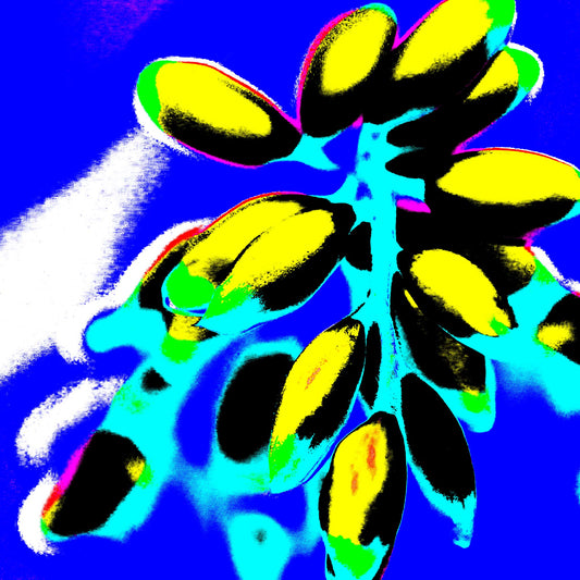 Xtra POP Set - Ginger Flower Buds - 181863v4 - Close Detail View, Bright yellow buds with black shading against a vivid blue and cyan background, featuring neon green and pink accents.