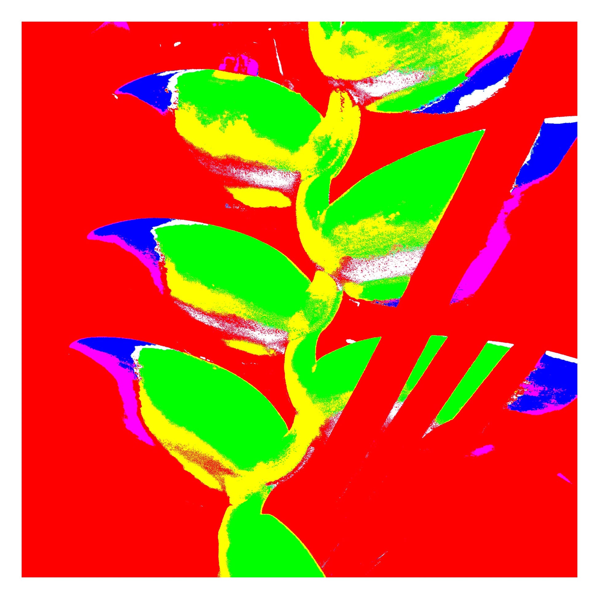 Xtra POP Set - Heliconia - 185791v26a - 104x104cm, Graphic Pop Art rendering of heliconia with neon green leaves on a solid red background, blue and magenta highlights, and bold visual contrasts.